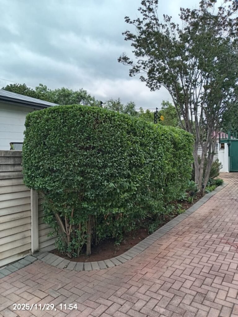 WhatsApp Image 2025-12-09 at 15.34.48 (2)